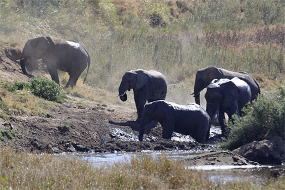 Des éléphants