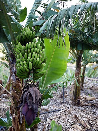 Plantation Plantation