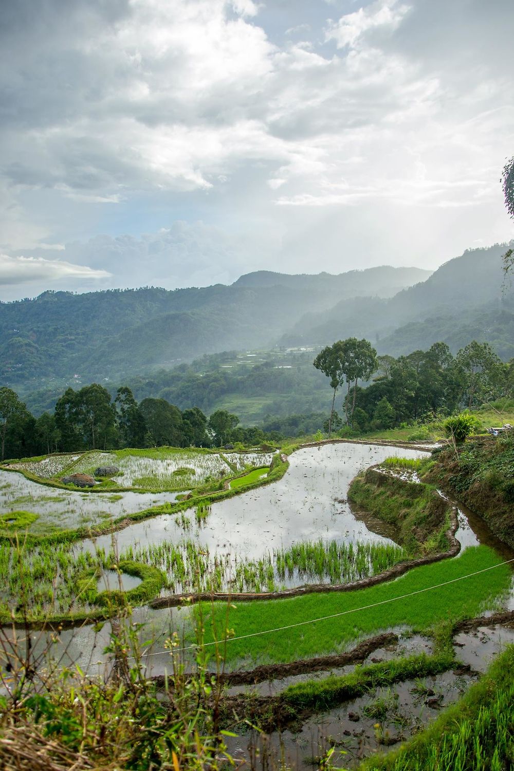 Sulawesi - Batu Tumonga