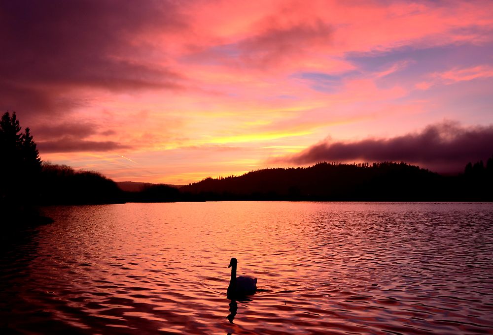 Cygne au coucher de soleil