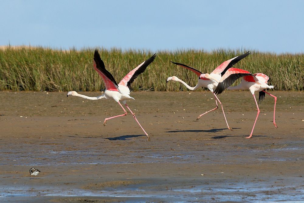 Envol de flamants roses