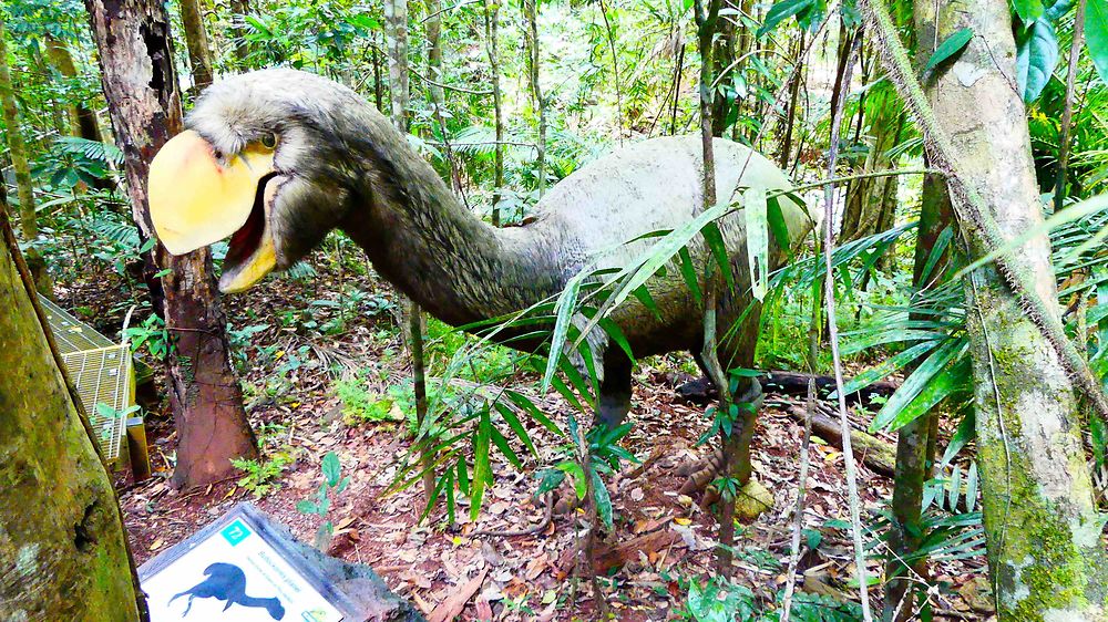 Daintree Forest