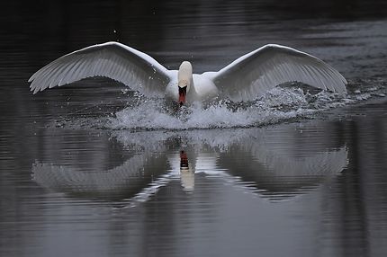 Cygne tuberculé