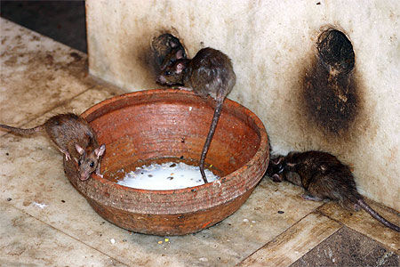 Le temple des rats, Karni Mata