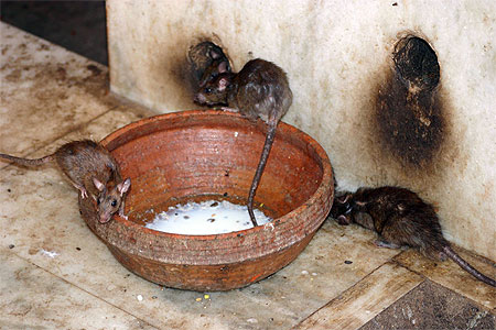 Le temple des rats, Karni Mata Le temple des rats, Karni Mata