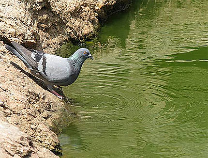 Le pigeon et l'étang