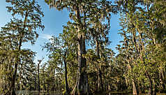 Louisiane, voyage en pays cajun