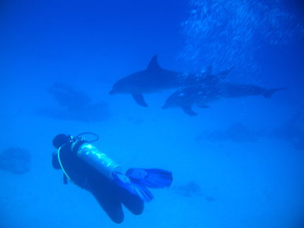 Plongée au milieu des dauphins