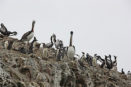 Pélicans thage et manchots de Humboldt