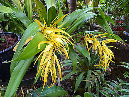 Orchidée de la Réunion
