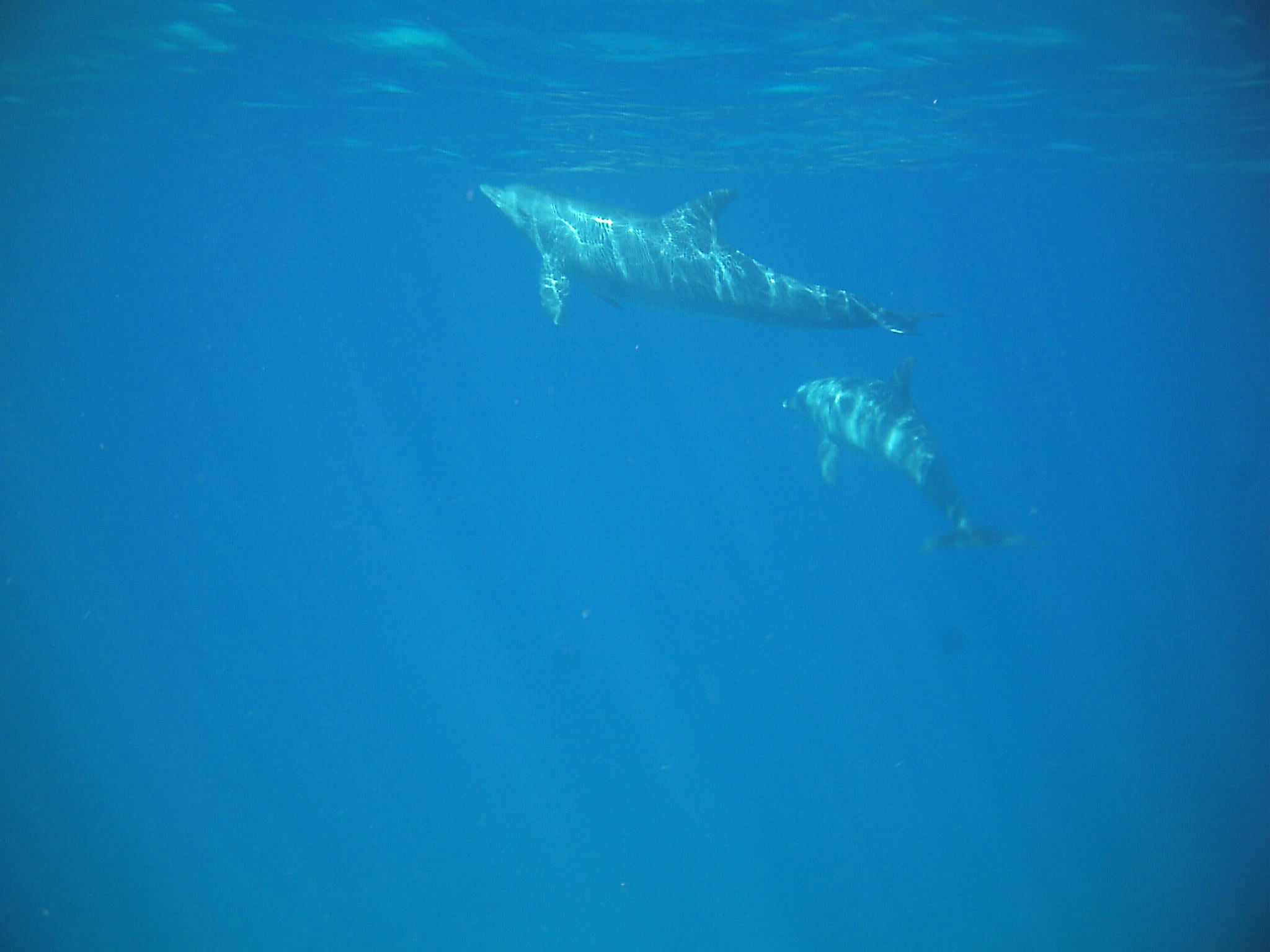 Snorkeling 