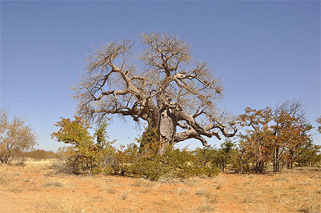 Baobab Baobab