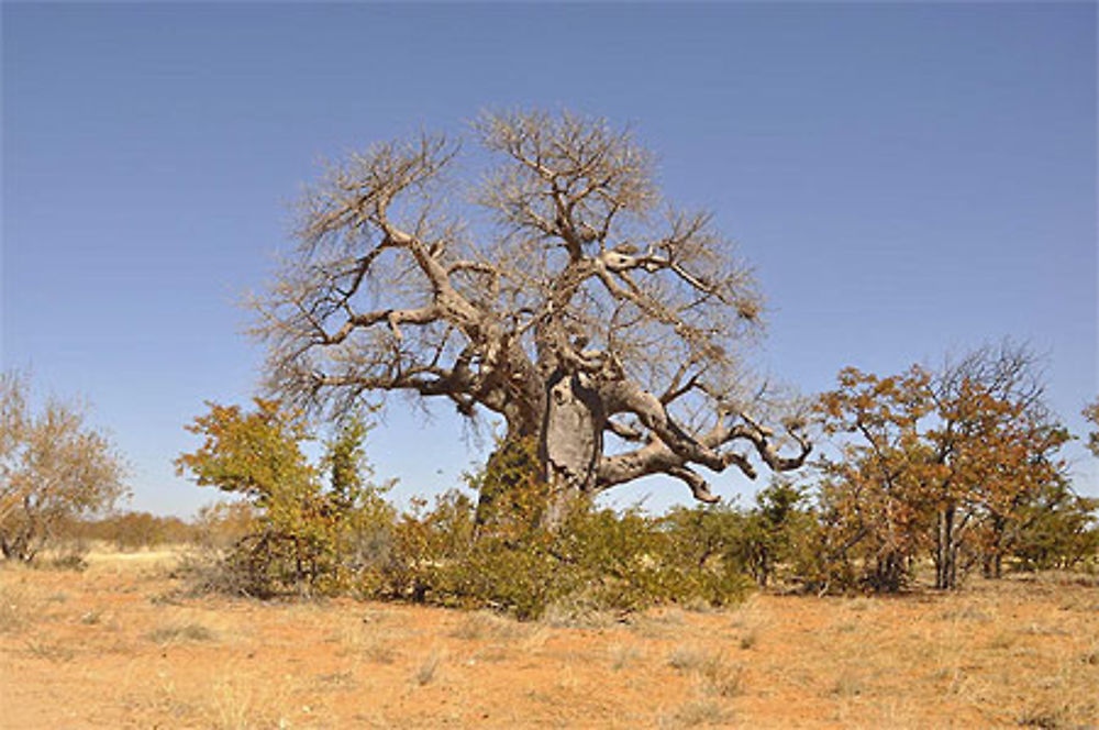 Baobab