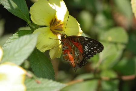 Fleur et papillon : un duo de charme Fleur et papillon : un duo de charme