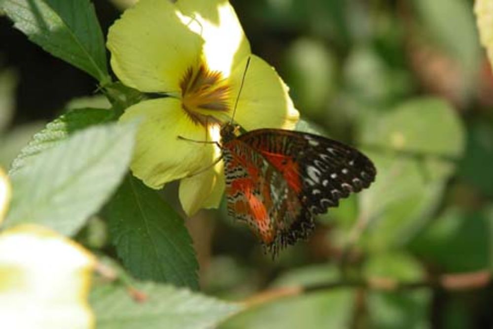 Fleur et papillon : un duo de charme