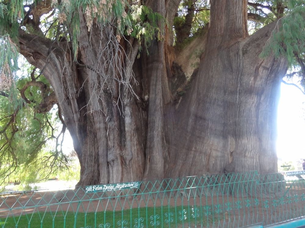 L'arbre de Tulé