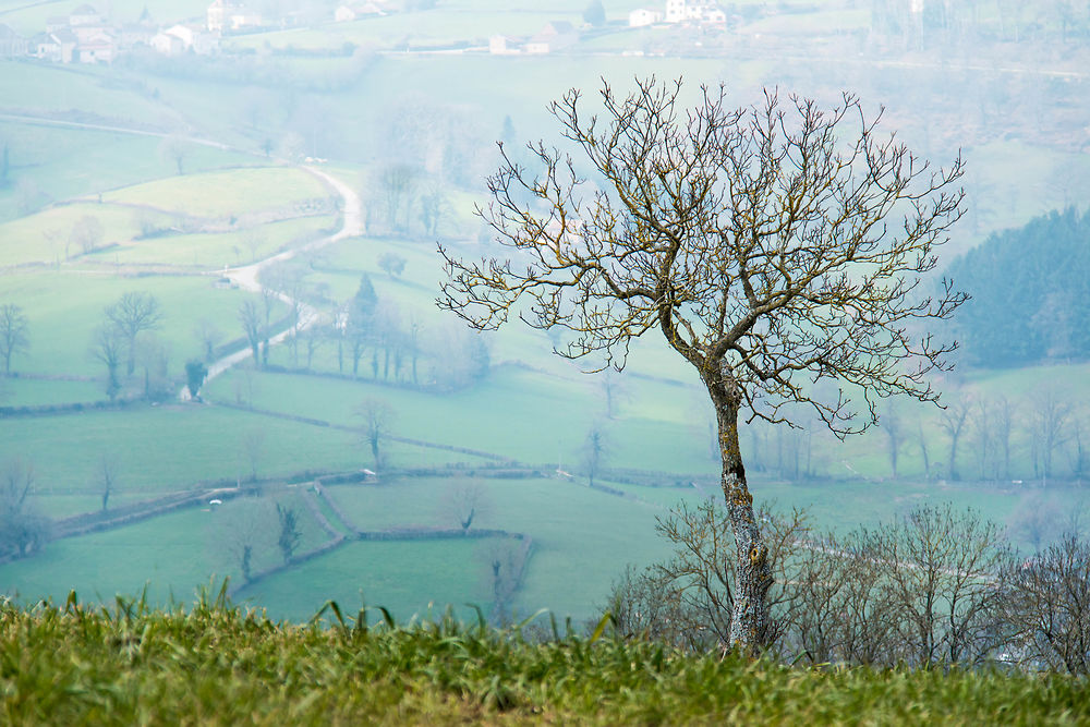 L'arbre qui règne