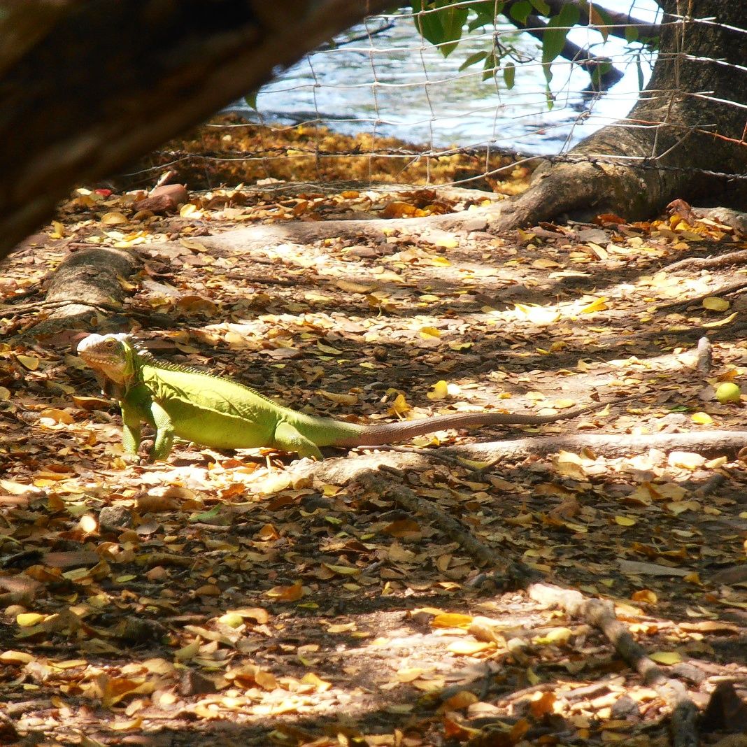 Iguane des petites Antilles