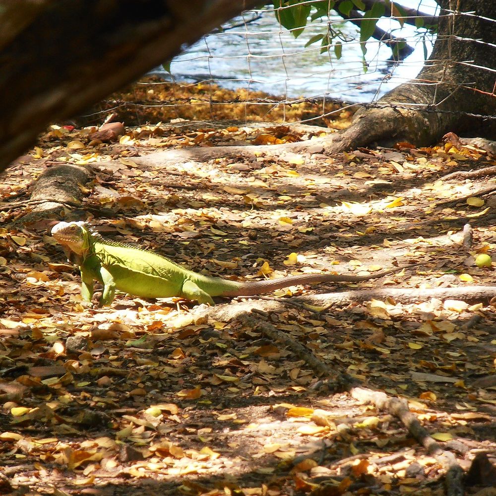 Iguane des petites Antilles