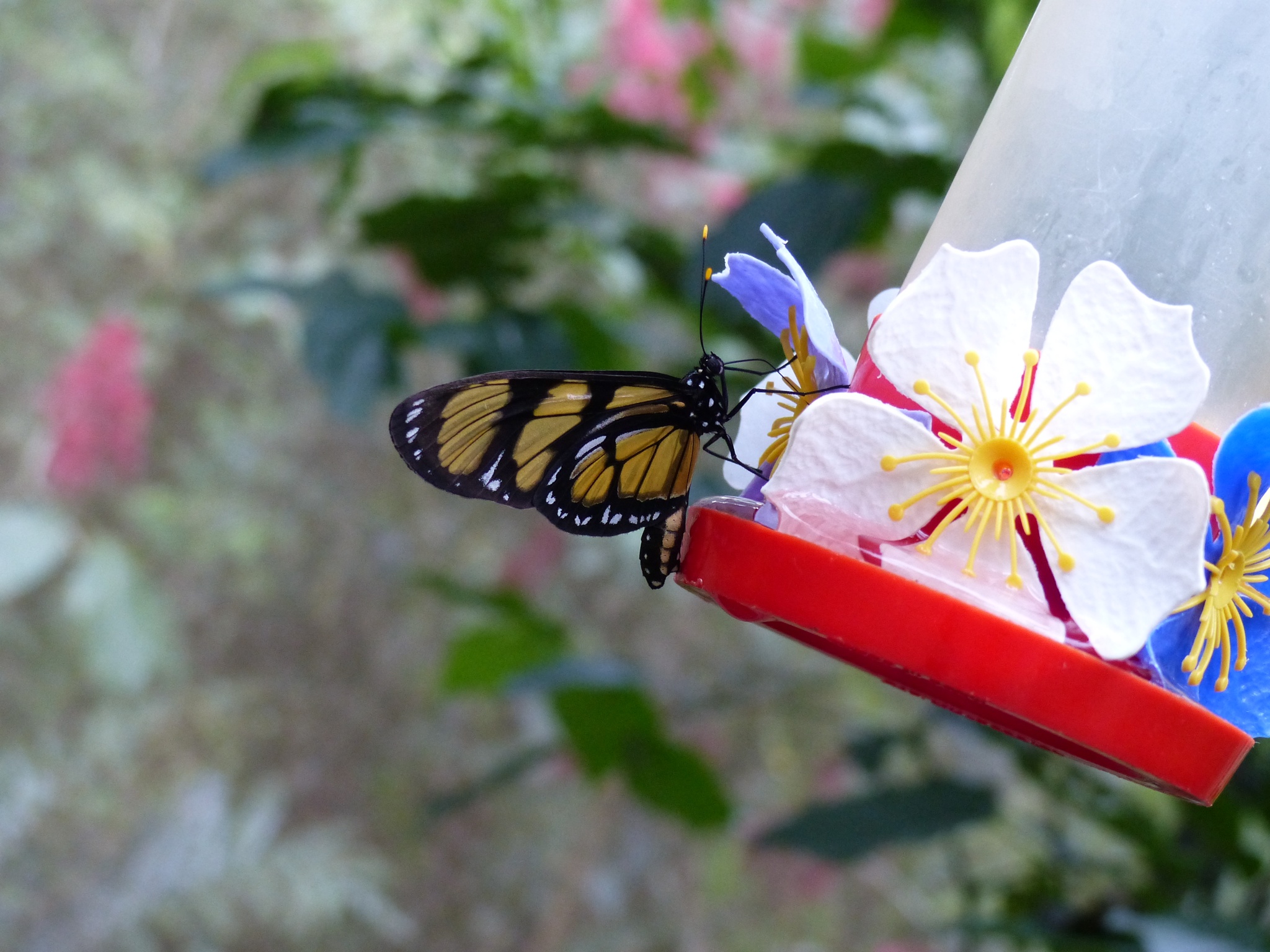 Papillon d'Iguacu qui est le pays des papillons 