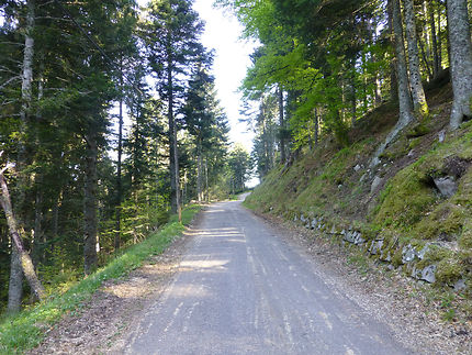 Petite route près du lac noir, en Alsace