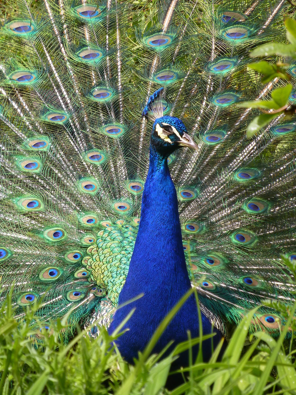 Symphonie de couleurs, paon à Terra Botanica