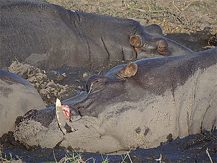 La sieste des hippopotames