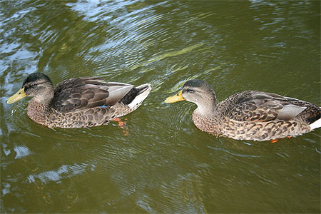 Les canards Les canards