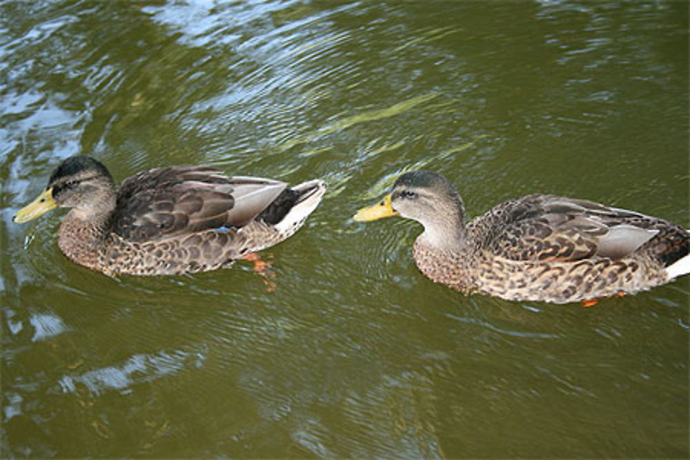 Les canards