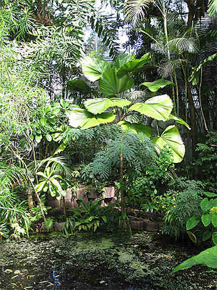 Plantes tropicales