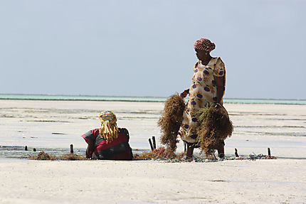 Ramasseuses d'algues à Jambiani