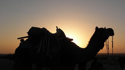 Coucher de soleil sur les dunes du Rajasthan