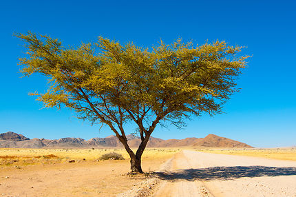 Route en Namibie, Damaraland