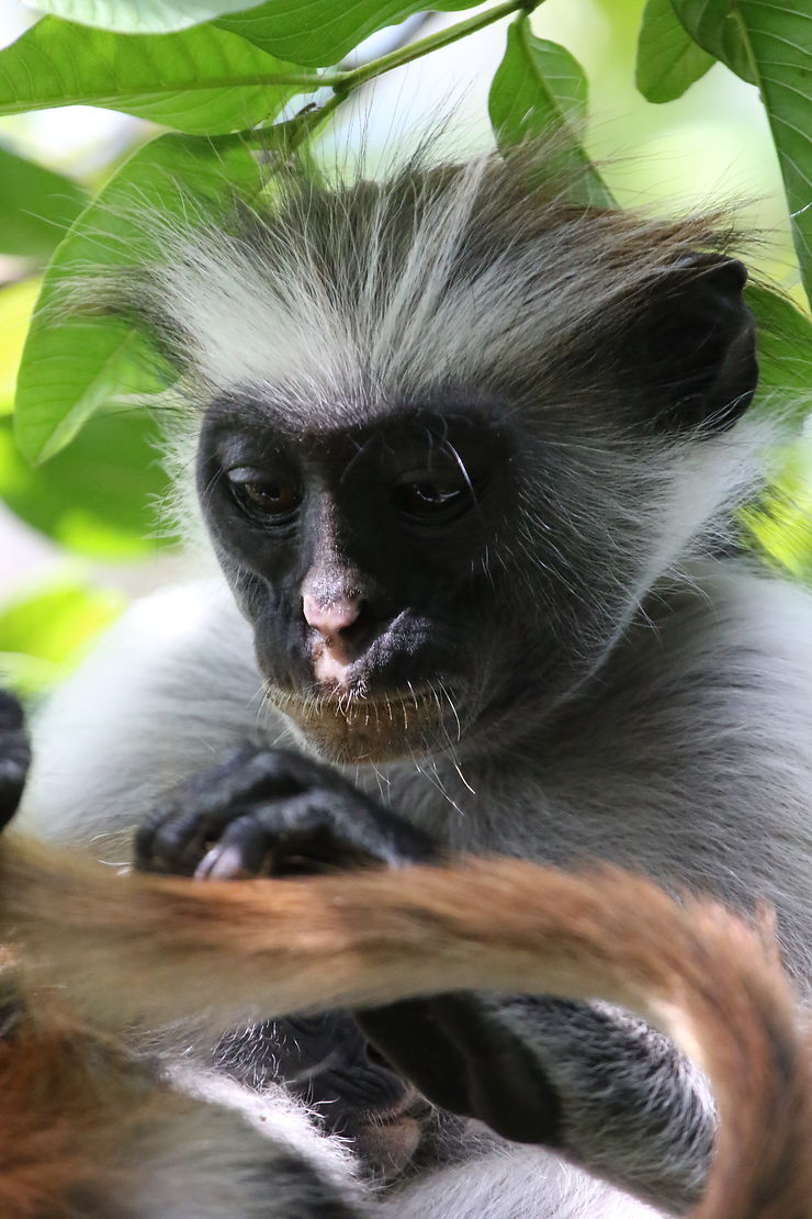 Portrait de singe à Zanzibar