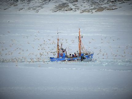 Retour de la pêche d'Ilulissat