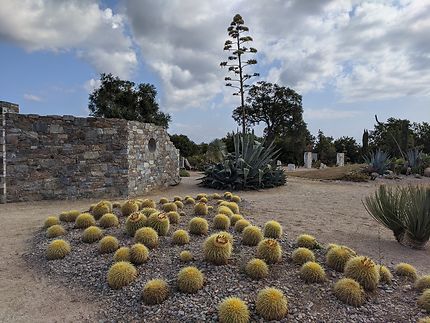 Minis cactus