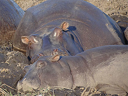 Repos des hippopotames
