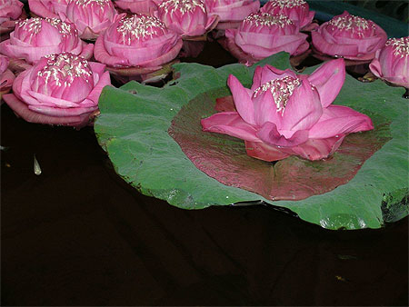 Lotus à Bangkok Lotus à Bangkok