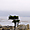 Lone Cypress à Pebble Beach
