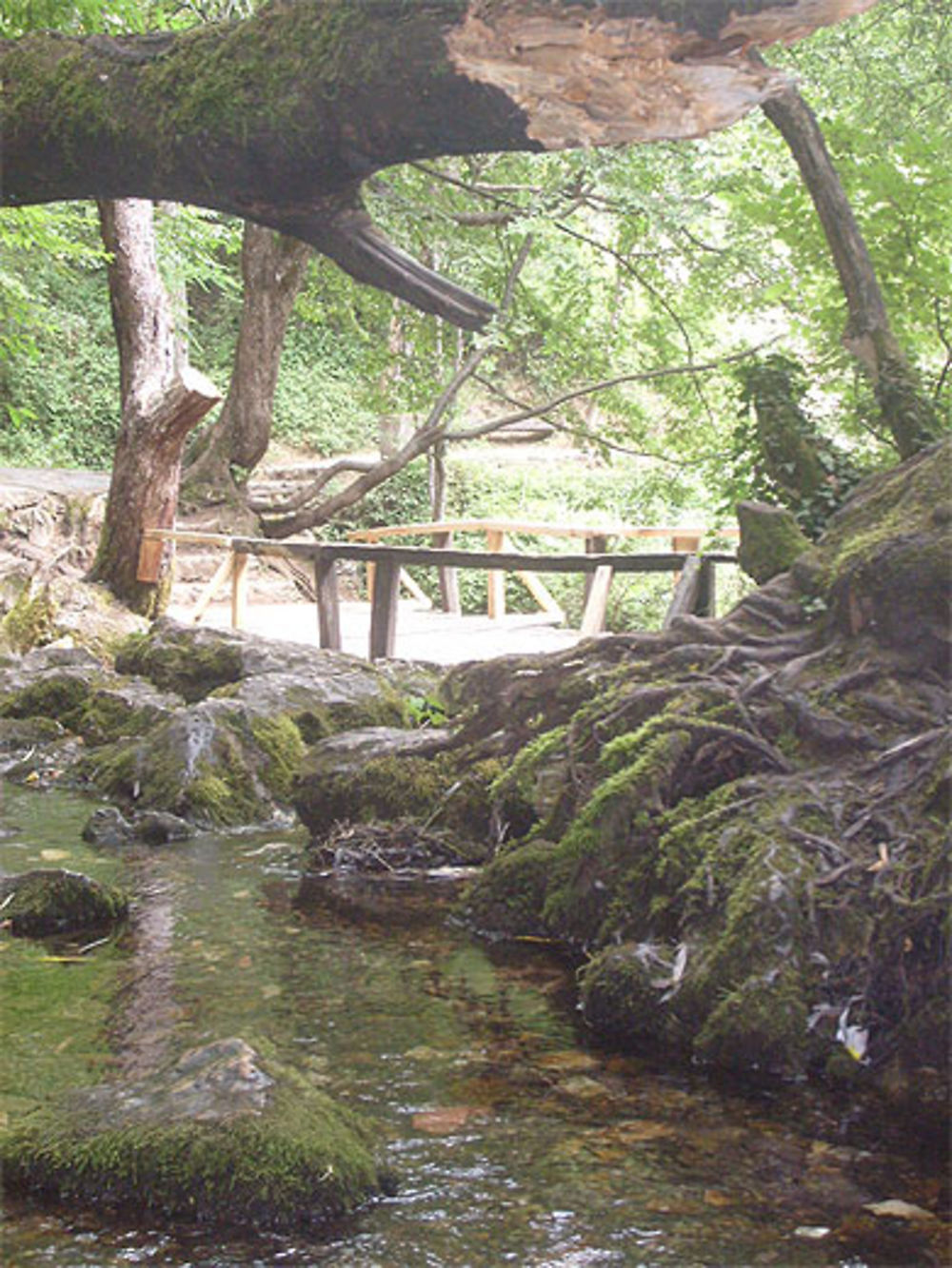 Dans la forêt 