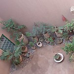 Dar Raha