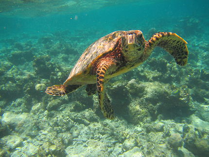 Magnifique tortue aux Maldives