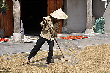 Une paysanne fait sécher le riz 