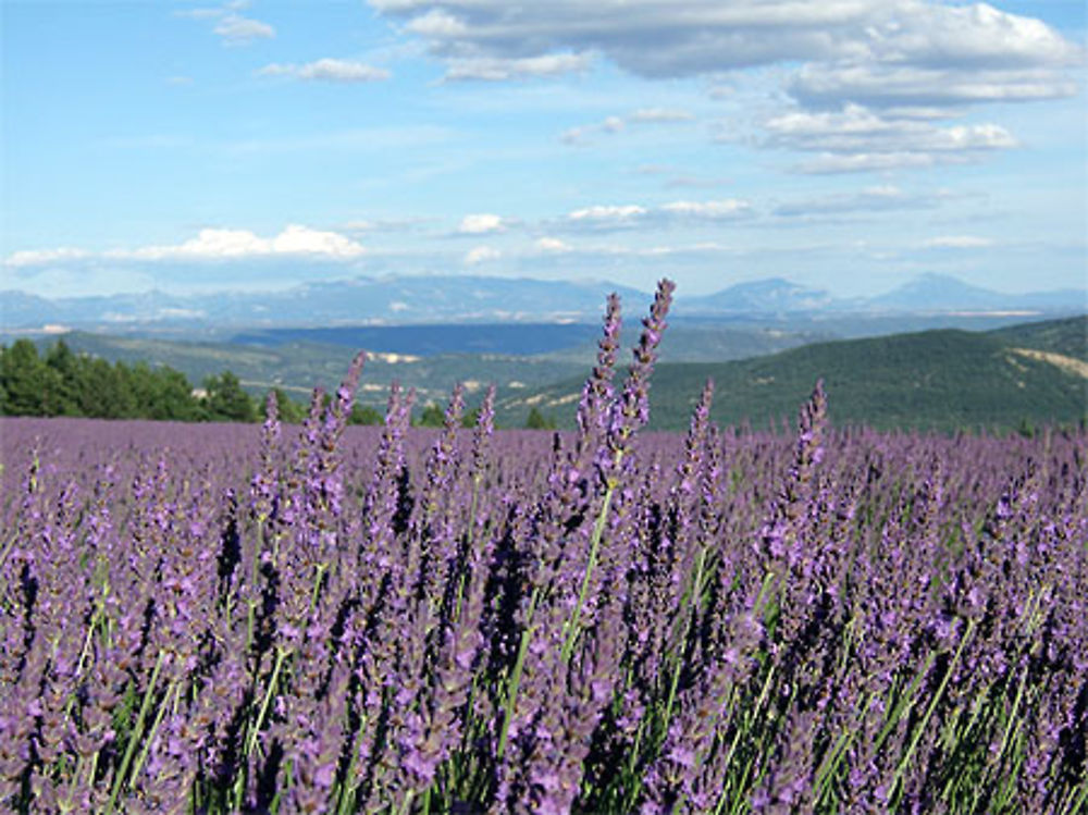 Champ de lavande