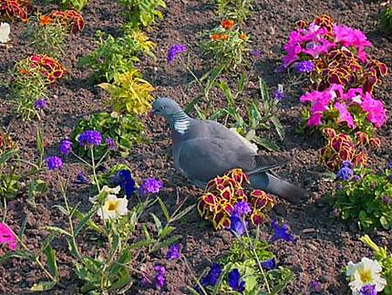 Pigeon au jardin du Luxembourg
