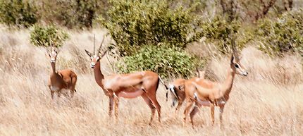 Antilopes au parc de Tsavo, Kenya