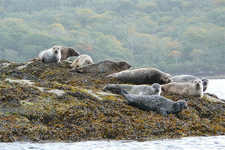 Les phoques de Garinish Les phoques de Garinish