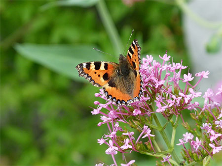 Papillon Papillon