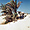 Cheval sur une plage de Djerba
