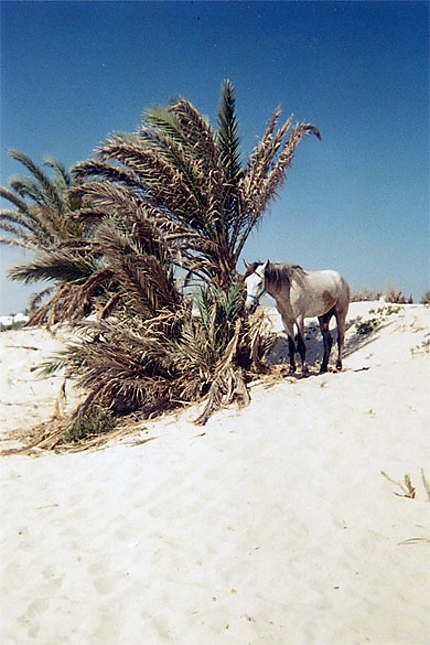 Cheval sur une plage de Djerba